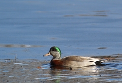 Anas platyrhynchos × Mareca americana