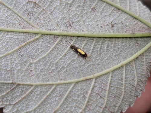 Tineid moth