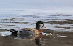 Anas platyrhynchos × Mareca americana