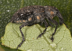 Lepyrus palustris