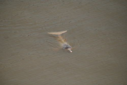 Bolivian River Dolphin