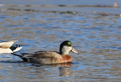 Anas platyrhynchos × Mareca americana