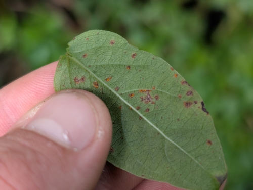 Coleosporium paederiae observed 2025-11-26