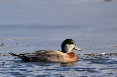 Anas platyrhynchos × Mareca americana
