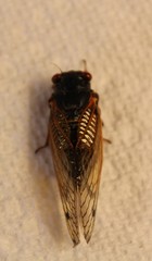 Magicicada septendecula