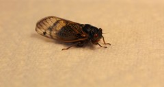 Magicicada septendecula