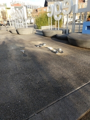 Columba livia domestica