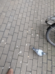 Columba livia domestica