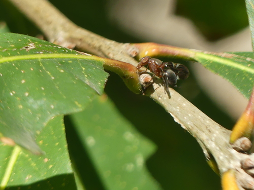 Unknown species found near Johnson City, TX 78636, USA
