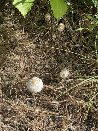 Macrolepiota