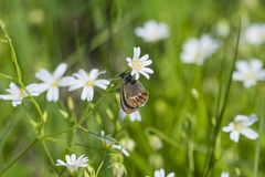 Coenonympha hero