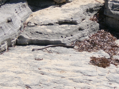Rottnest Island Dugite sighting