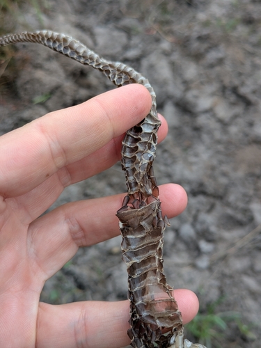Australian Elapids (inc. Sea Snakes) sighting