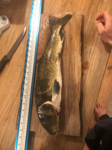 Catostomus commersonii