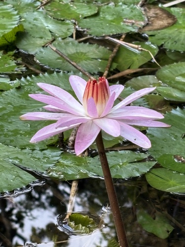 Nymphaea × rosea