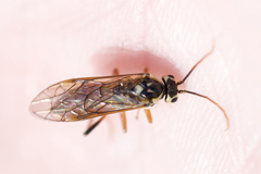 Aglaostigma semiluteum