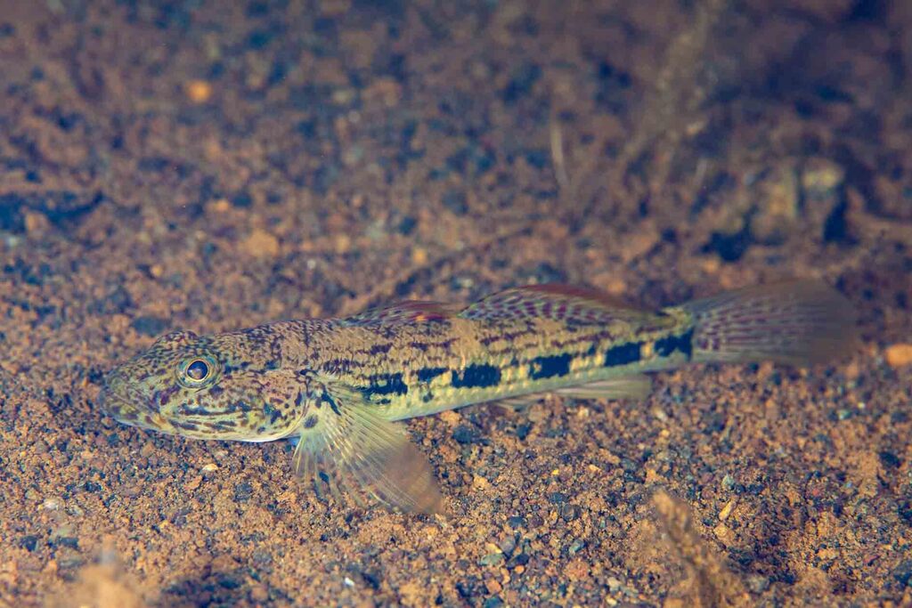Oopu Nakea (Awaous guamensis) — Gobiidae