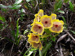 Telipogon hausmannianus