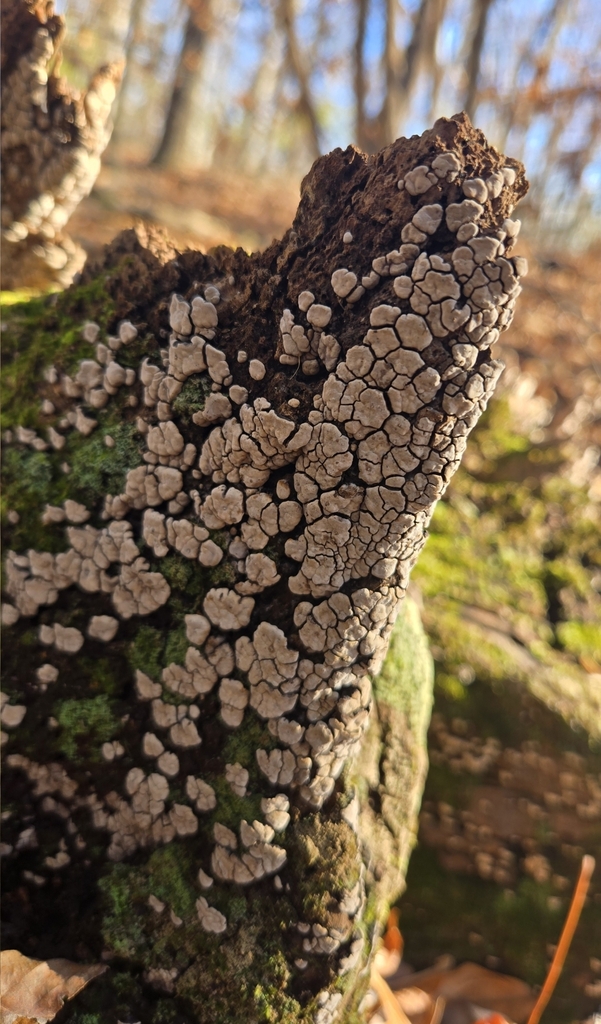 Xylobolus frustulatus · November 2025 · photo: © benfungi (iNaturalist, cc-by)