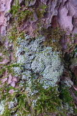 Cladonia apodocarpa