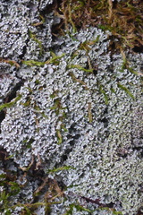 Cladonia apodocarpa