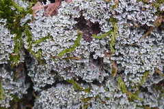 Cladonia apodocarpa