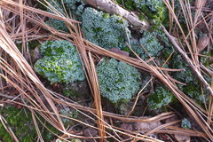 Cladonia apodocarpa