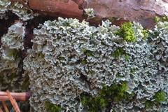 Cladonia apodocarpa