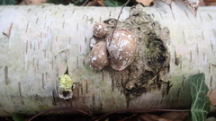 Fomitopsis betulina