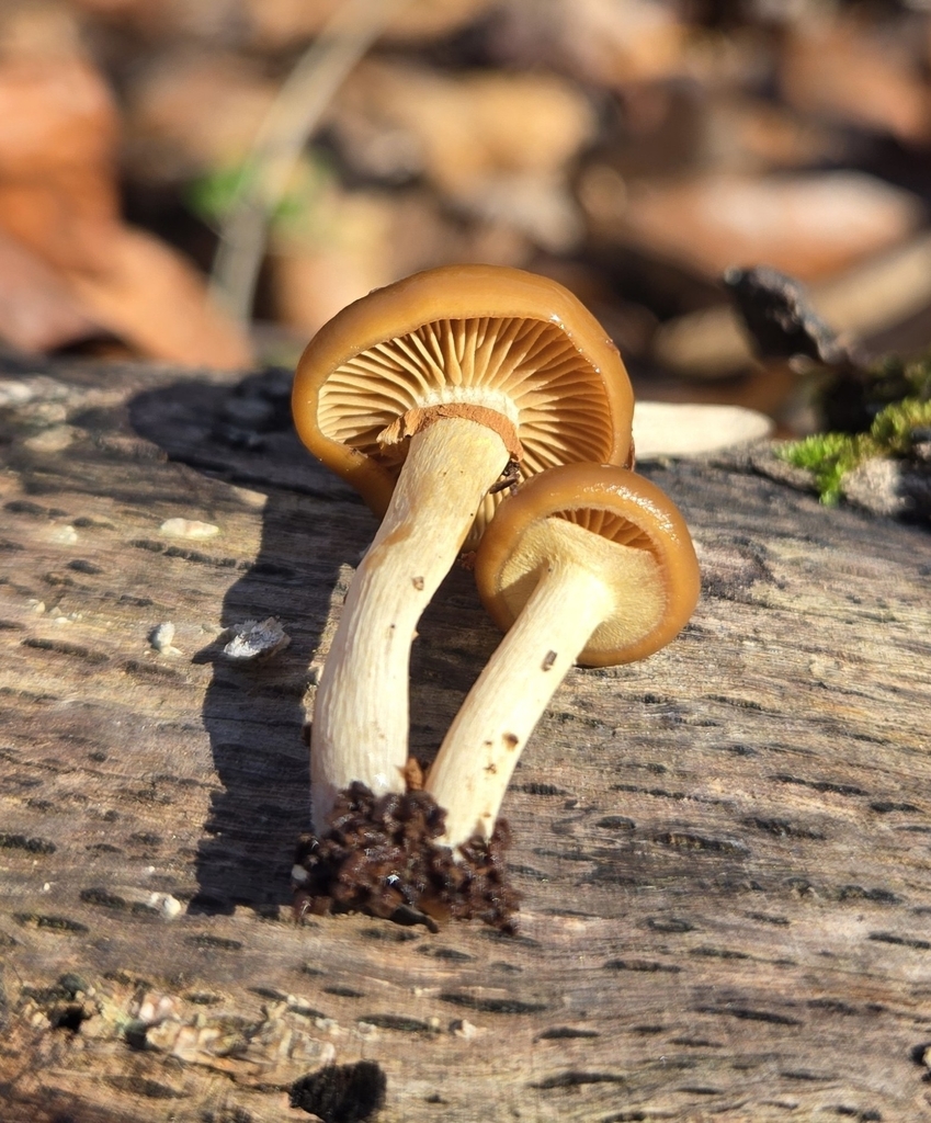 Galerina marginata · November 2025 · photo: © benfungi (iNaturalist, cc-by)