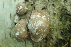 Fomitopsis betulina