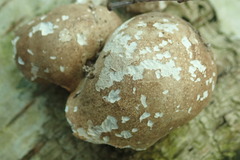 Fomitopsis betulina