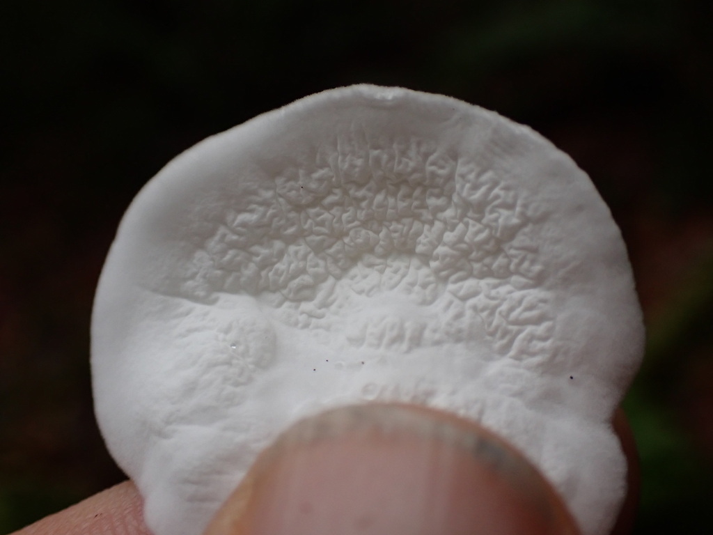 Plicatura nivea