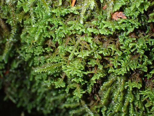 Dieck's hypnum moss (Hypnum dieckii)
