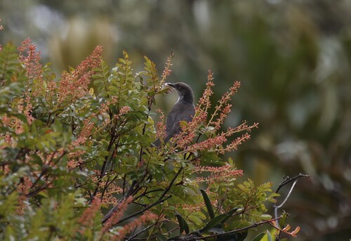 Drab Hemispingus (Pseudospingus xanthophthalmus), photo 8
