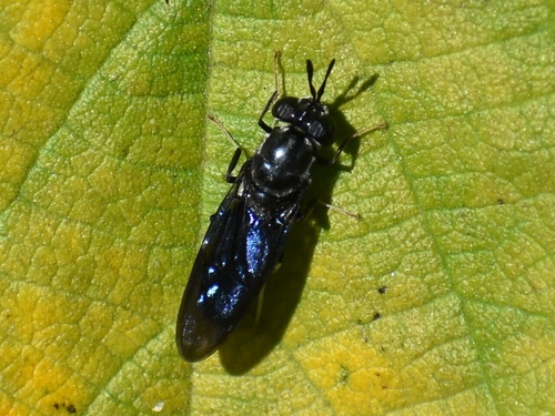 Unknown species found near Universal City, TX 78148, USA