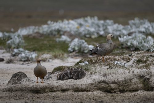 Ruddy-headed Goose (Chloephaga rubidiceps), photo 8