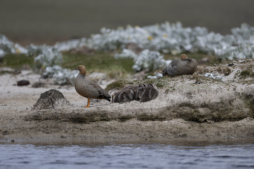 Ruddy-headed Goose (Chloephaga rubidiceps), photo 9