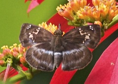 Quadrus cerialis