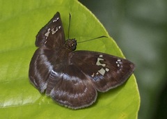 Quadrus cerialis