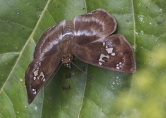 Quadrus cerialis