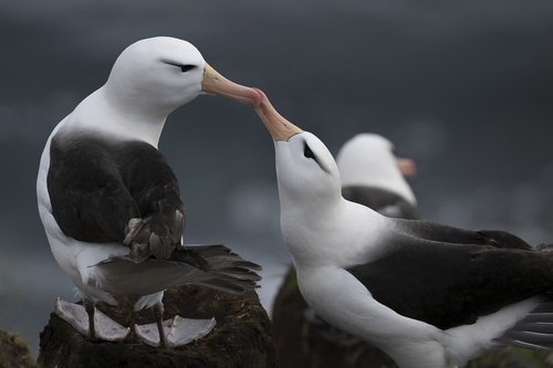 Albatros ojeroso (Thalassarche melanophris)