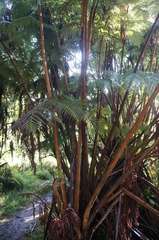 Cibotium glaucum
