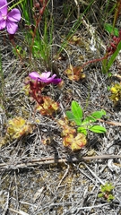 Drosera cuneifolia