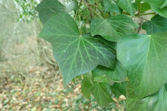 Hedera helix