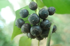 Hedera helix