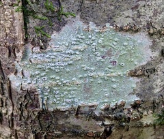 Pertusaria leioplaca