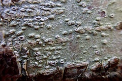 Pertusaria leioplaca