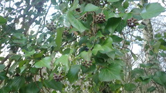 Hedera helix