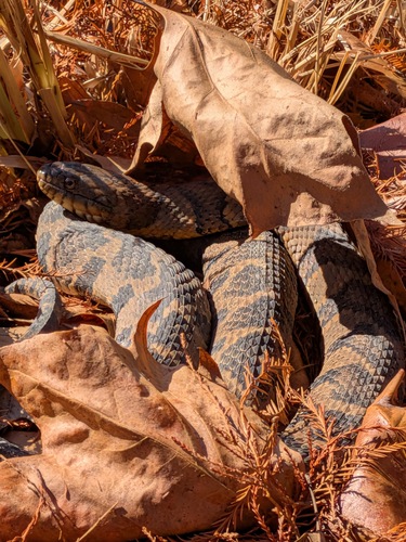 Northern Water Snake